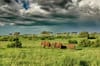 Tarangire