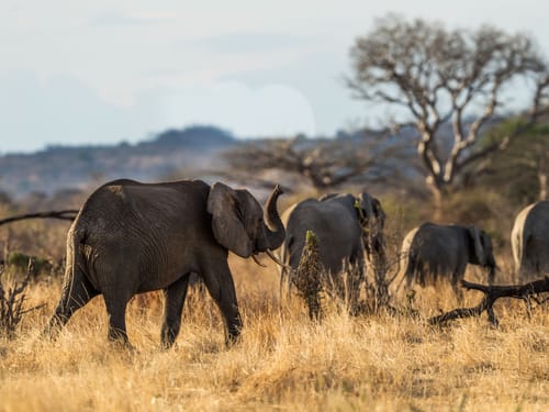 Indian Elephant in Natural Habitat