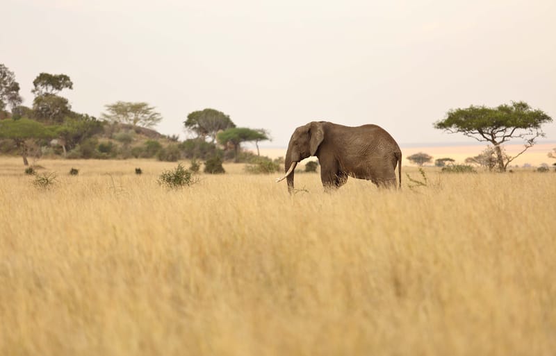 Tanzania Classic North Safari