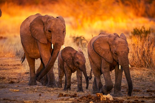 Indian Wildlife - Elephant Safari