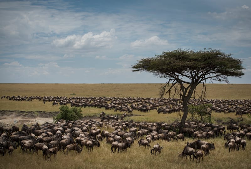 Calving Season Safaris