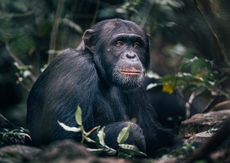Chimpanzee Trekking