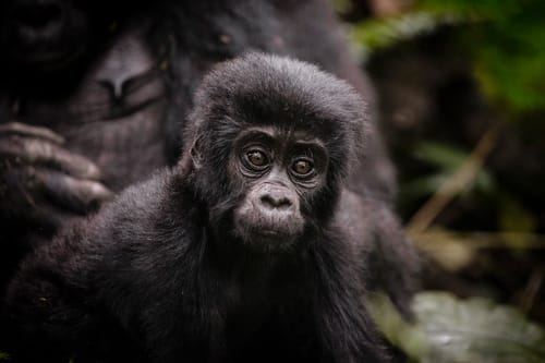 Bwindi