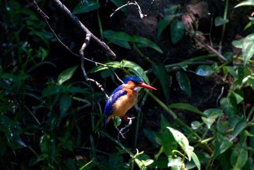Bwindi