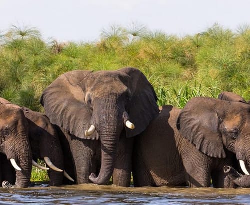 Bwindi