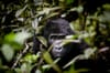 Bwindi