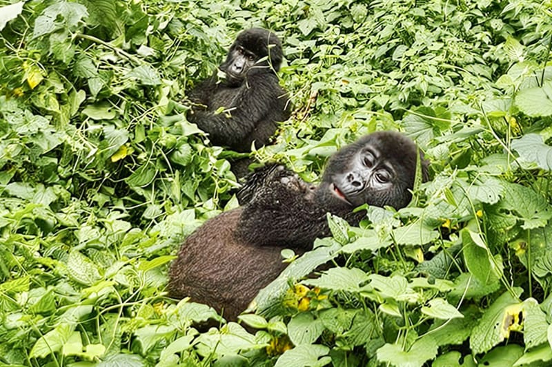 Gorilla Trekking