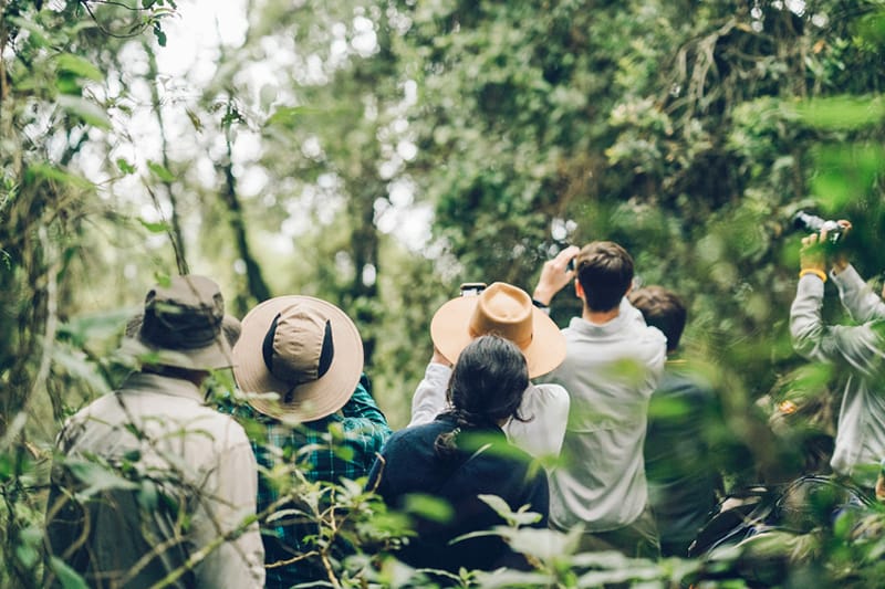 Chimpanzee Trekking