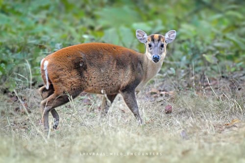 Bandhavgarh Fort