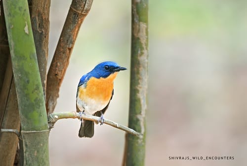 Bandhavgarh Wildlife