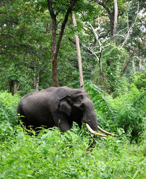 Bandhavgarh Wildlife
