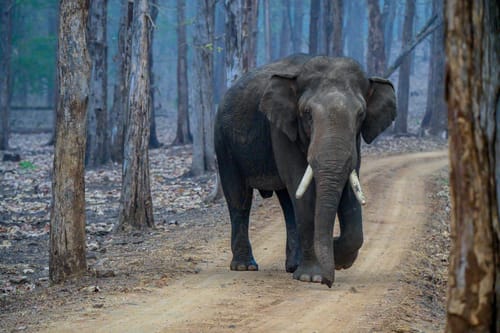 Bandipur National Park