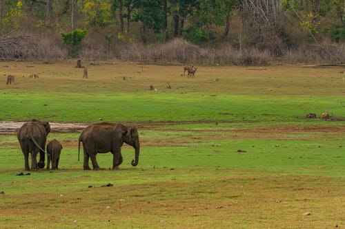 Bandipur National Park
