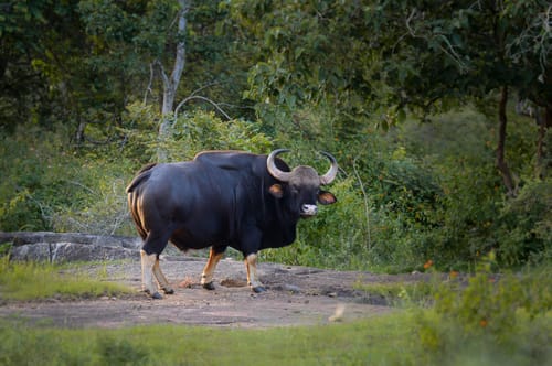 Bandipur National Park