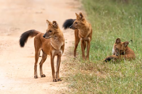 Bandipur National Park