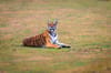 Bandipur & Nagarhole National Parks