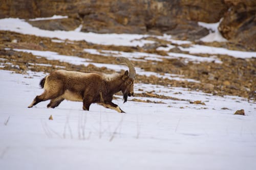 Himalayan Brown Bear