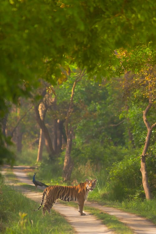 One-horned Rhinoceros in Dudhwa