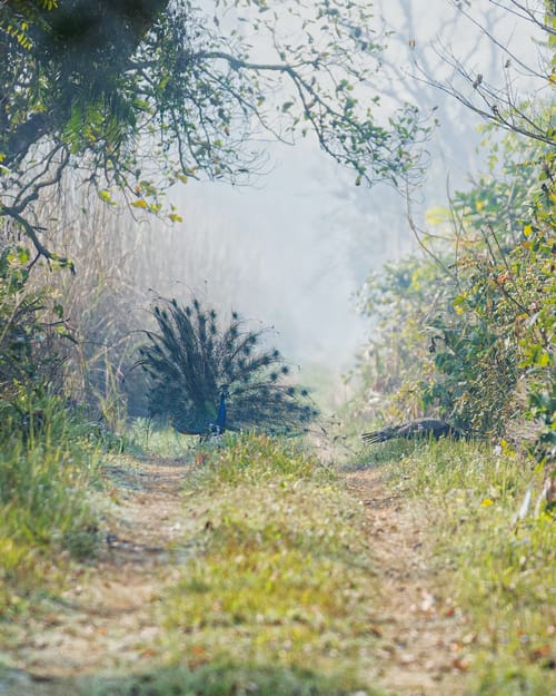 One-horned Rhinoceros in Dudhwa