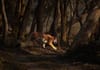 Dudhwa National Park