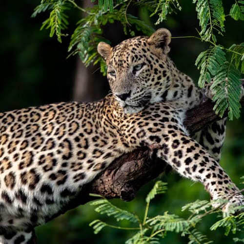 Gir National Park