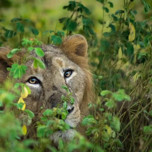 Gir National Park