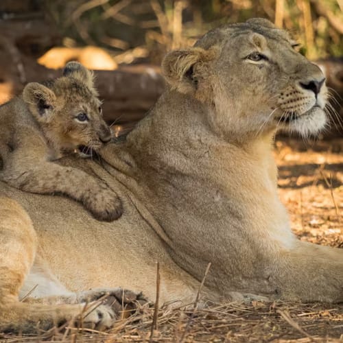 Gir National Park