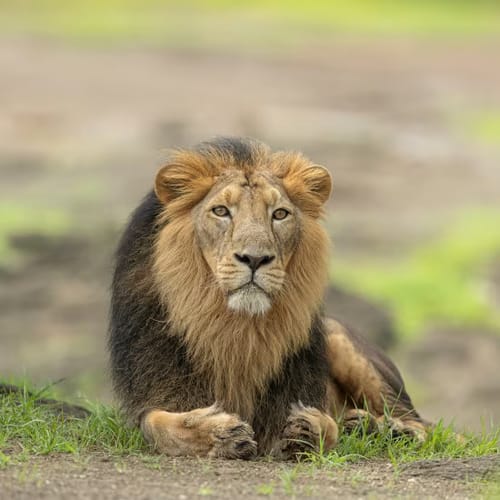 Gir National Park