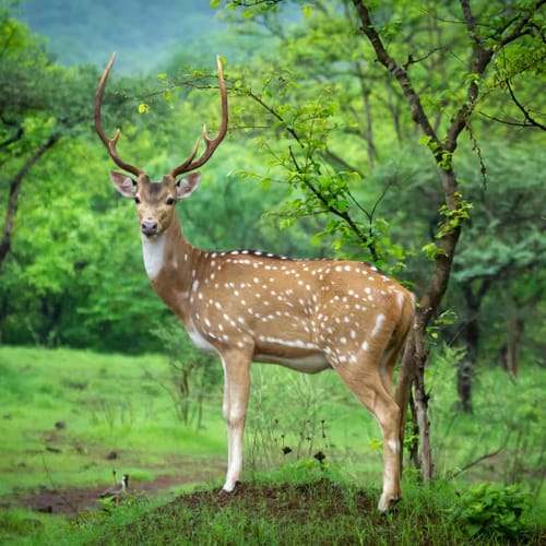Gir National Park