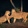 Gir National Park