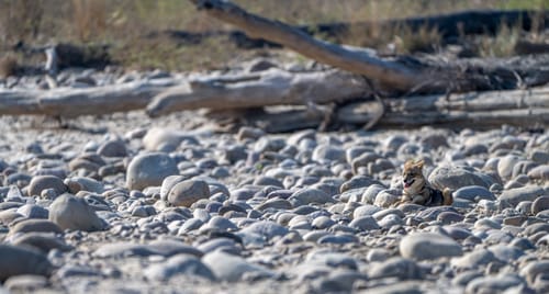 Jim Corbett National Park