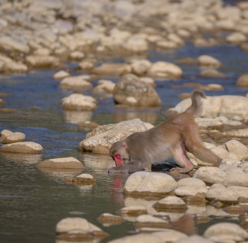 Jim Corbett National Park