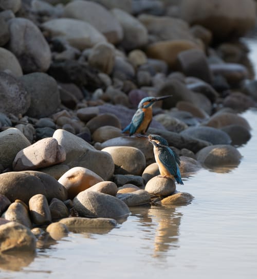 Jim Corbett National Park