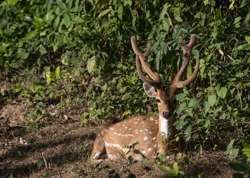 Jim Corbett National Park