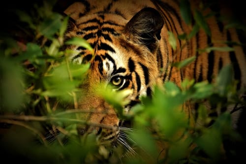 Kanha National Park Wildlife