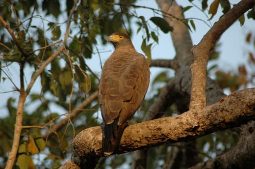 Kanha National Park Landscape
