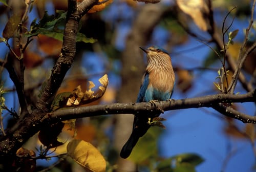 Kanha National Park Wildlife