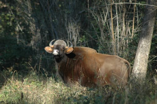 Kanha National Park Wildlife