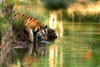 Kanha National Park