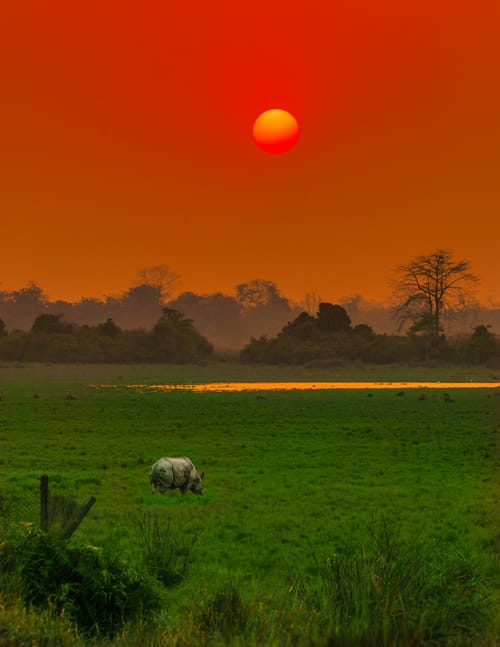 Kaziranga National Park