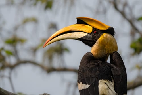 Kaziranga National Park