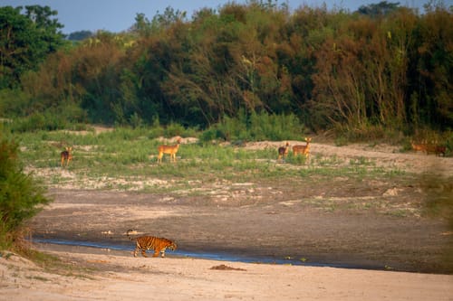 Kaziranga National Park
