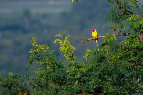 Panna National Park