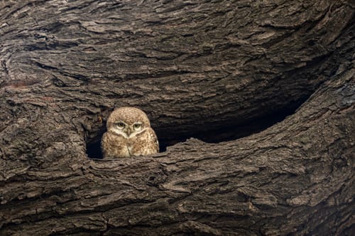 Panna National Park