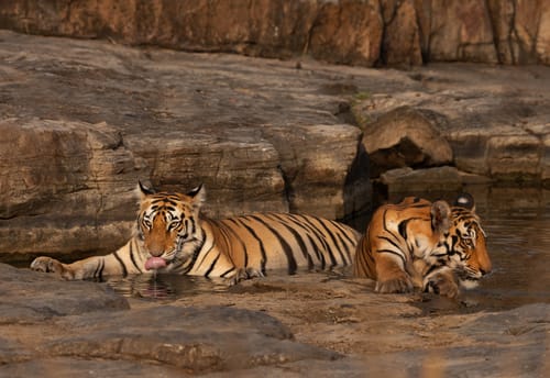 Panna National Park