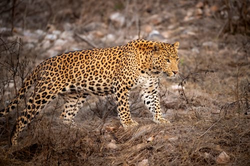 Panna National Park