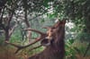Panna National Park