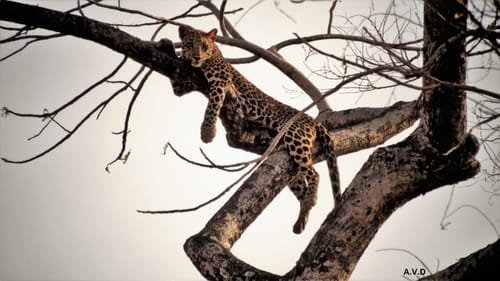 Wildlife Photography in Pench
