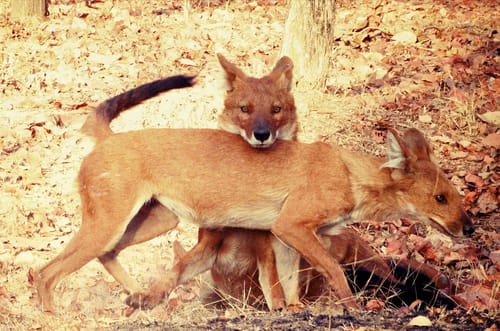 Pench National Park Wildlife