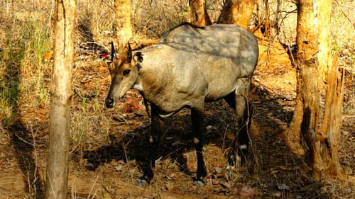Pench National Park Wildlife